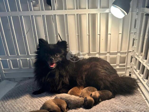 Pomeranian puppies for sale in Birmingham, West Midlands – KC registered, 1 year old - Image 4 of 5