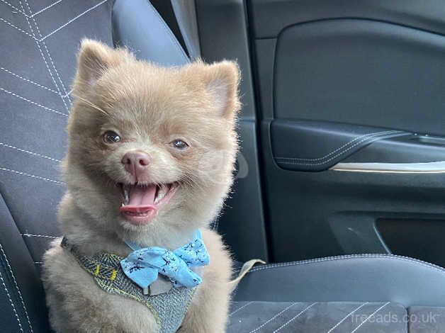 Pomeranian puppies for sale in Stevenage, Hertfordshire – 1 year old - Image 3 of 5