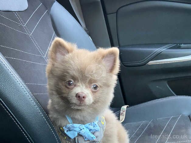 Pomeranian puppies for sale in Stevenage, Hertfordshire – 1 year old - Image 4 of 5