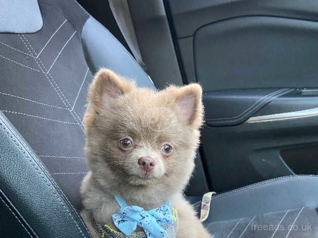 Pomeranian puppies for sale in Stevenage, Hertfordshire – 1 year old - Image 5 of 5