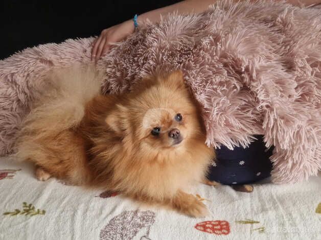 Pomeranian puppies for sale in Peterborough, Cambridgeshire – 2 years old - Image 2 of 5