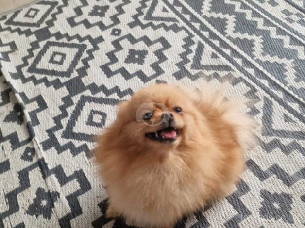 Pomeranian puppies for sale in Peterborough, Cambridgeshire – 2 years old - Image 3 of 5