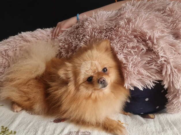 Pomeranian puppies for sale in Peterborough, Cambridgeshire – 2 years old - Image 5 of 5