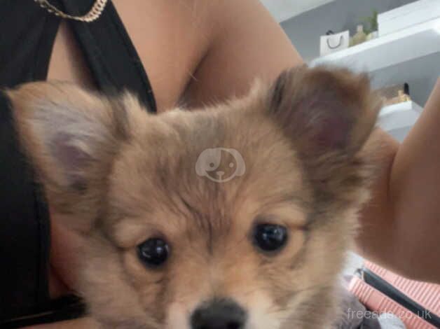 Beautiful little girl pomeranian puppy for sale in Swansea - Image 1