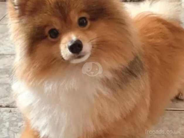 Beautiful little girl pomeranian puppy for sale in Swansea - Image 2