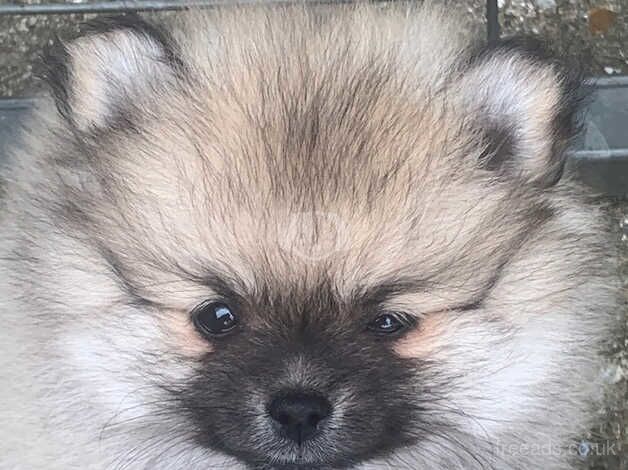 Pomeranian puppies for sale in Gravesend, Hertfordshire – 1 year old - Image 2 of 5