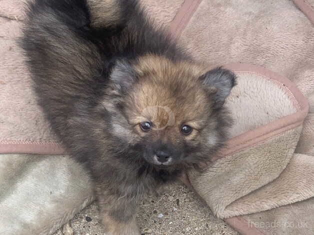 Pomeranian puppies for sale in Gravesend, Hertfordshire – 1 year old - Image 3 of 5