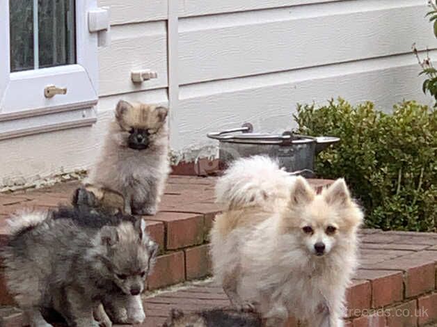 Pomeranian puppies for sale in Gravesend, Hertfordshire – 1 year old - Image 5 of 5