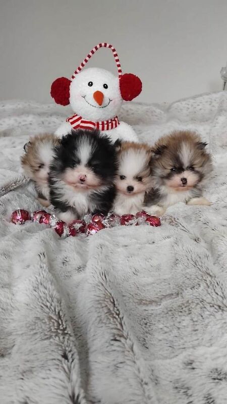 Pomeranian puppies for sale in Tamworth, Staffordshire – 5 weeks old