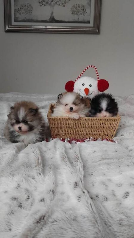 Pomeranian puppies for sale in Tamworth, Staffordshire – 5 weeks old - Image 2 of 6
