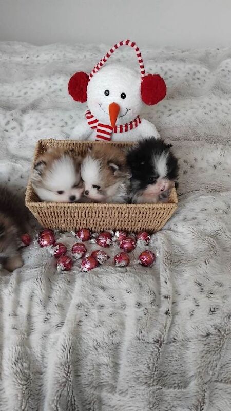 Pomeranian puppies for sale in Tamworth, Staffordshire – 5 weeks old - Image 3 of 6