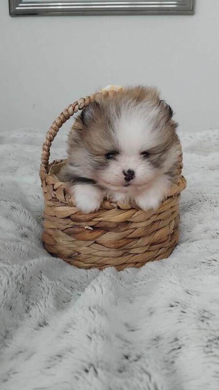 Pomeranian puppies for sale in Tamworth, Staffordshire – 5 weeks old - Image 4 of 6