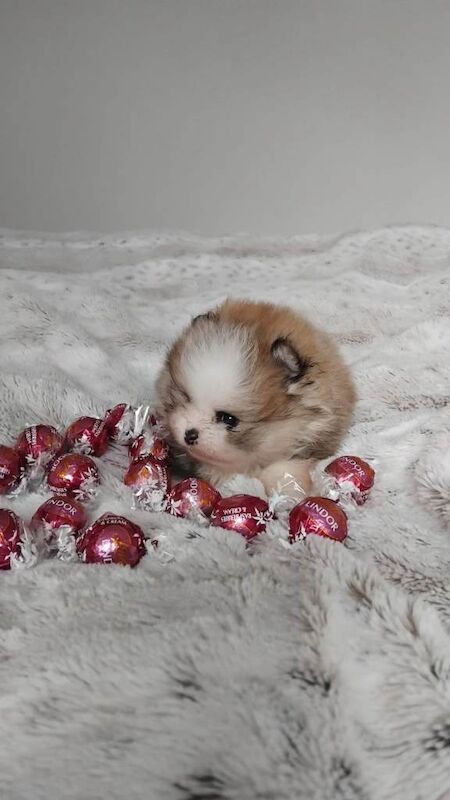 Pomeranian puppies for sale in Tamworth, Staffordshire – 5 weeks old - Image 5 of 6