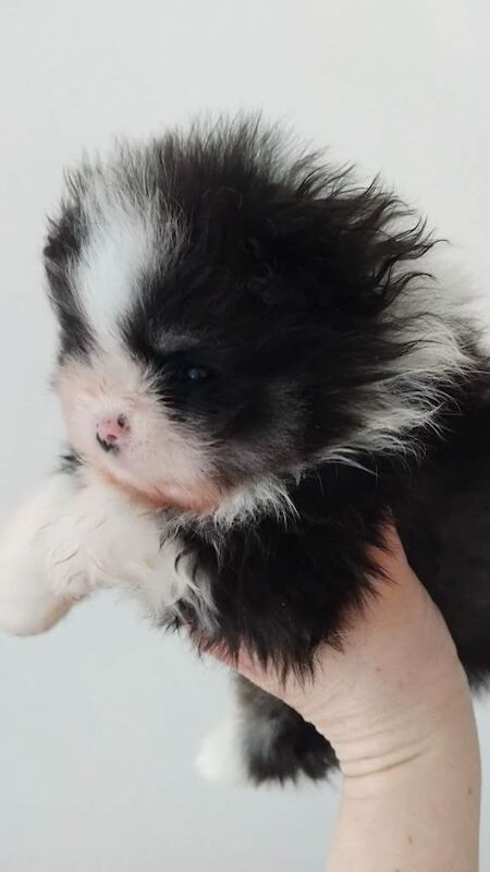 Pomeranian puppies for sale in Tamworth, Staffordshire – 5 weeks old - Image 6 of 6