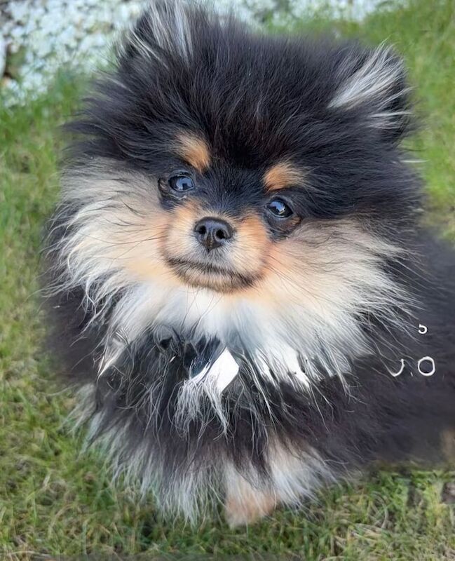 Pomeranian puppies for sale in Maidstone, Kent – 9 months old