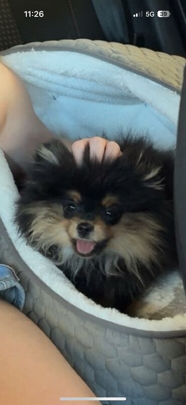 Pomeranian puppies for sale in Maidstone, Kent – 9 months old - Image 2 of 3