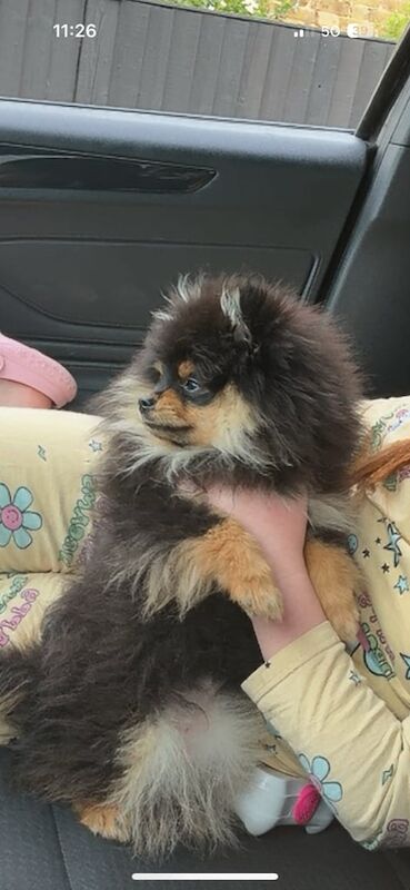 Pomeranian puppies for sale in Maidstone, Kent – 9 months old - Image 3 of 3