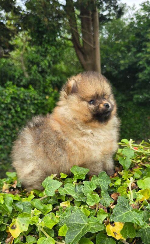 *Beautiful male pomeranian pedegree pup*