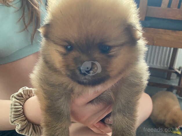 Pomeranian puppies for sale in Sheffield, South Yorkshire – 1 year old - Image 2 of 5