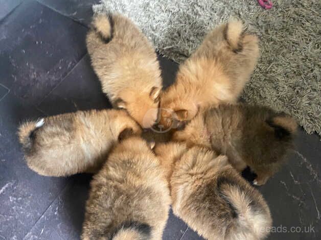 Pomeranian puppies for sale in Sheffield, South Yorkshire – 1 year old - Image 5 of 5