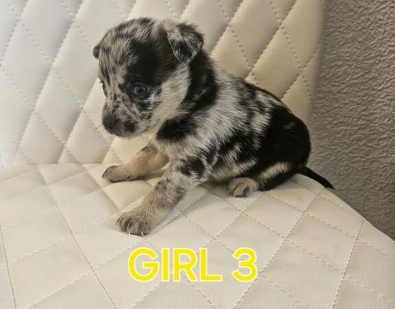 Beautiful merl pomchi puppies for sale in Gravesend, Kent - Image 1