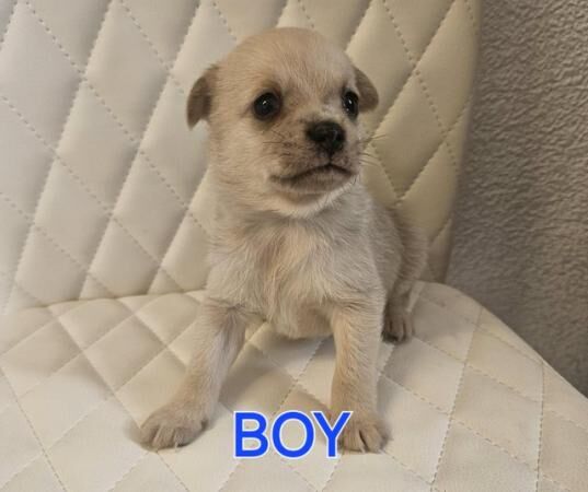 Beautiful merl pomchi puppies for sale in Gravesend, Kent - Image 2