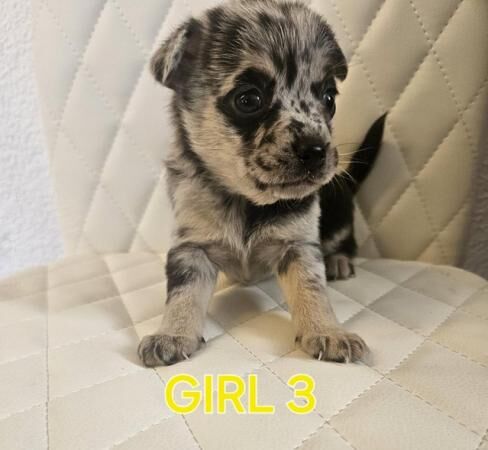 Beautiful merl pomchi puppies for sale in Gravesend, Kent - Image 3