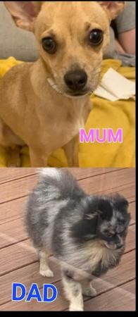 Beautiful merl pomchi puppies for sale in Gravesend, Kent - Image 5