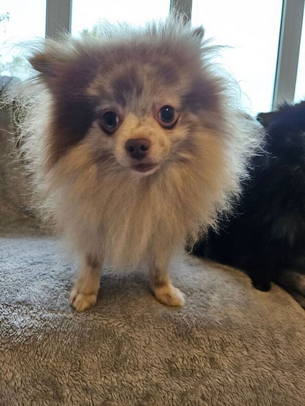 Pomeranian puppies for sale in Brotton, North Yorkshire – 4 years old