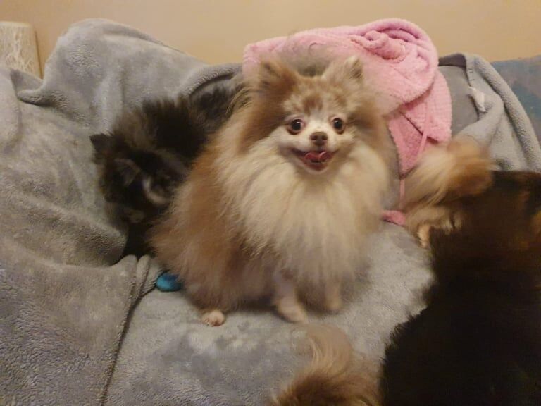 Pomeranian puppies for sale in Brotton, North Yorkshire – 4 years old - Image 2 of 3