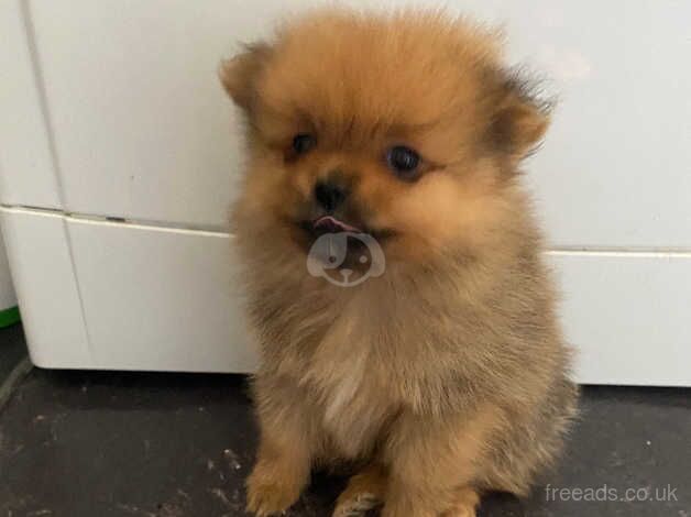 Pomeranian puppies for sale in Sheffield, South Yorkshire – 1 year old - Image 4 of 5