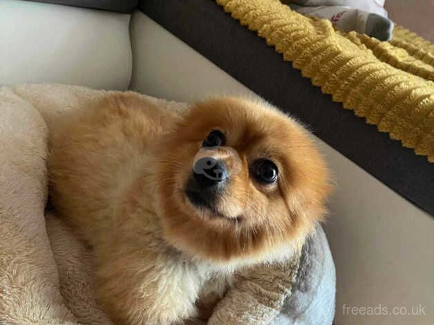 Pomeranian puppies for sale in Bolton, East Lothian – 4 years old - Image 1 of 2