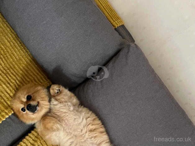 Pomeranian puppies for sale in Bolton, East Lothian – 4 years old - Image 2 of 2