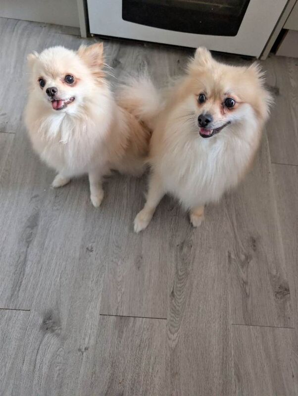 Beautiful pair of bonded Pomeranians