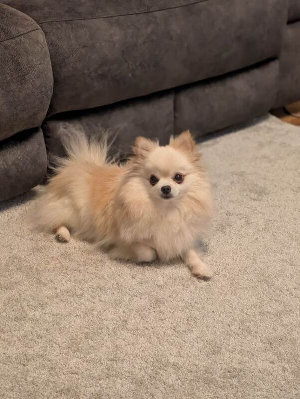 Beautiful pair of bonded Pomeranians - Image 2 of 6