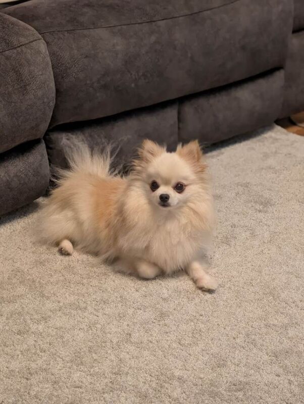 Beautiful pair of bonded Pomeranians - Image 3 of 6