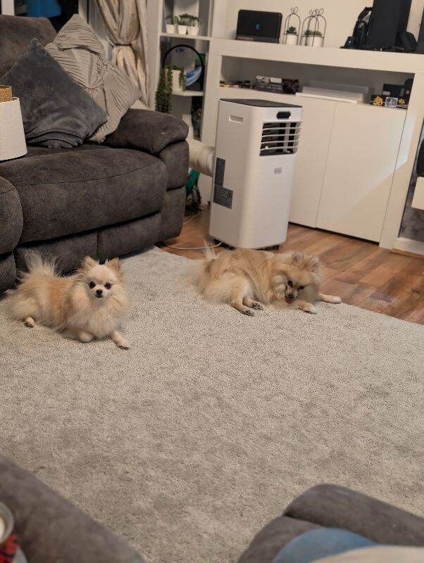 Beautiful pair of bonded Pomeranians - Image 4 of 6