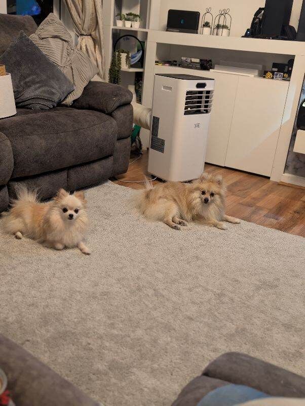 Beautiful pair of bonded Pomeranians - Image 5 of 6