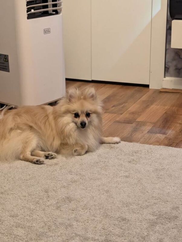 Beautiful pair of bonded Pomeranians - Image 6 of 6