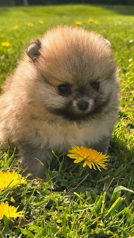 *Beautiful pedegree pomeranian pups* - Image 2 of 5