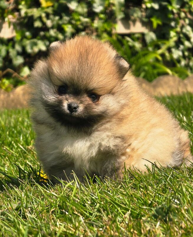 *Beautiful pedegree pomeranian pups* - Image 3 of 5