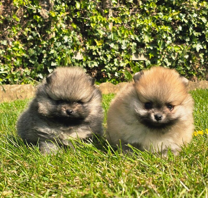 *Beautiful pedegree pomeranian pups* - Image 4 of 5