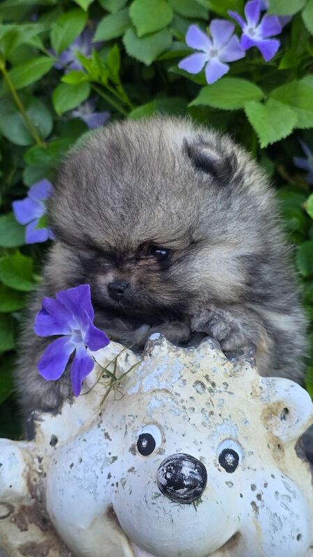 *Beautiful pedegree pomeranian pups*