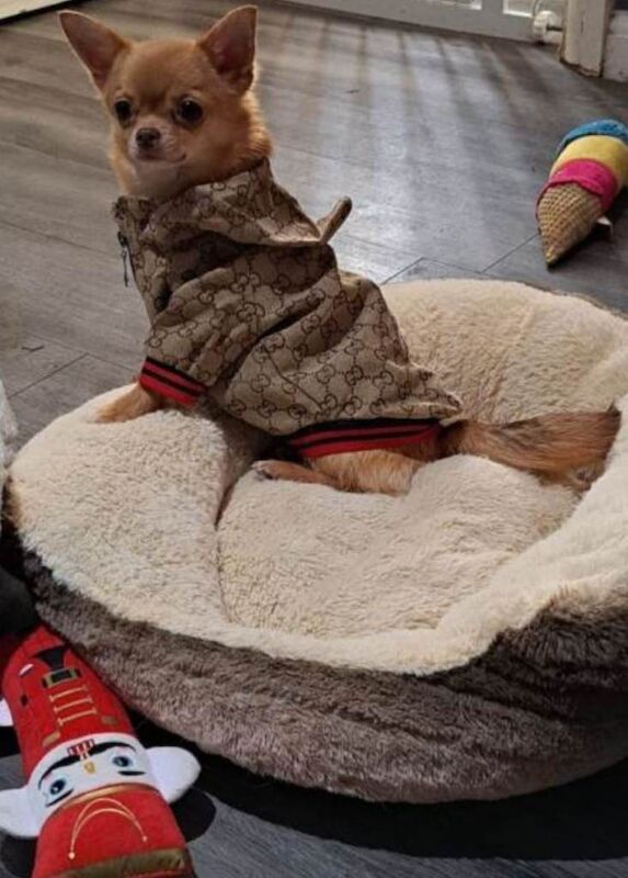 Beautiful Pomchi - Image 2 of 3