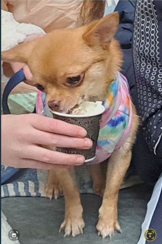 Beautiful Pomchi - Image 3 of 3