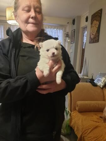 Pomeranian puppies for sale in Coventry, West Midlands – 1 year old - Image 1 of 5