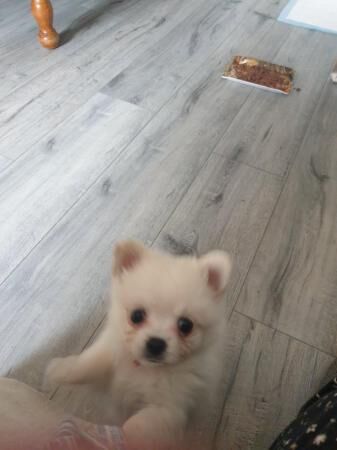 Pomeranian puppies for sale in Coventry, West Midlands – 1 year old - Image 2 of 5