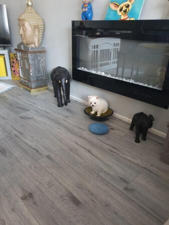 Pomeranian puppies for sale in Coventry, West Midlands – 1 year old - Image 3 of 5