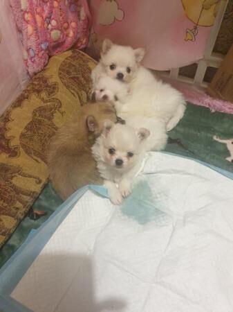 Pomeranian puppies for sale in Coventry, West Midlands – 1 year old - Image 4 of 5
