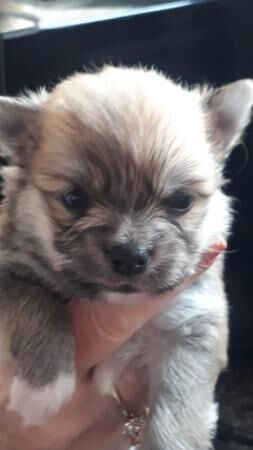 Pomeranian puppies for sale in Coventry, West Midlands – 1 year old - Image 5 of 5